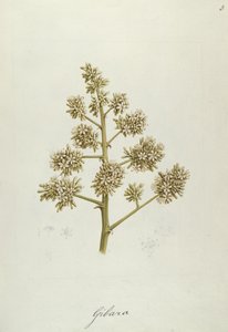 Gibara, illustrazione da Quarantuno disegni botanici con note